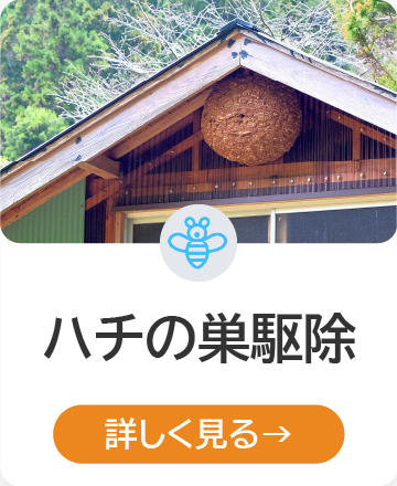 ハチの巣駆除 詳しく見る