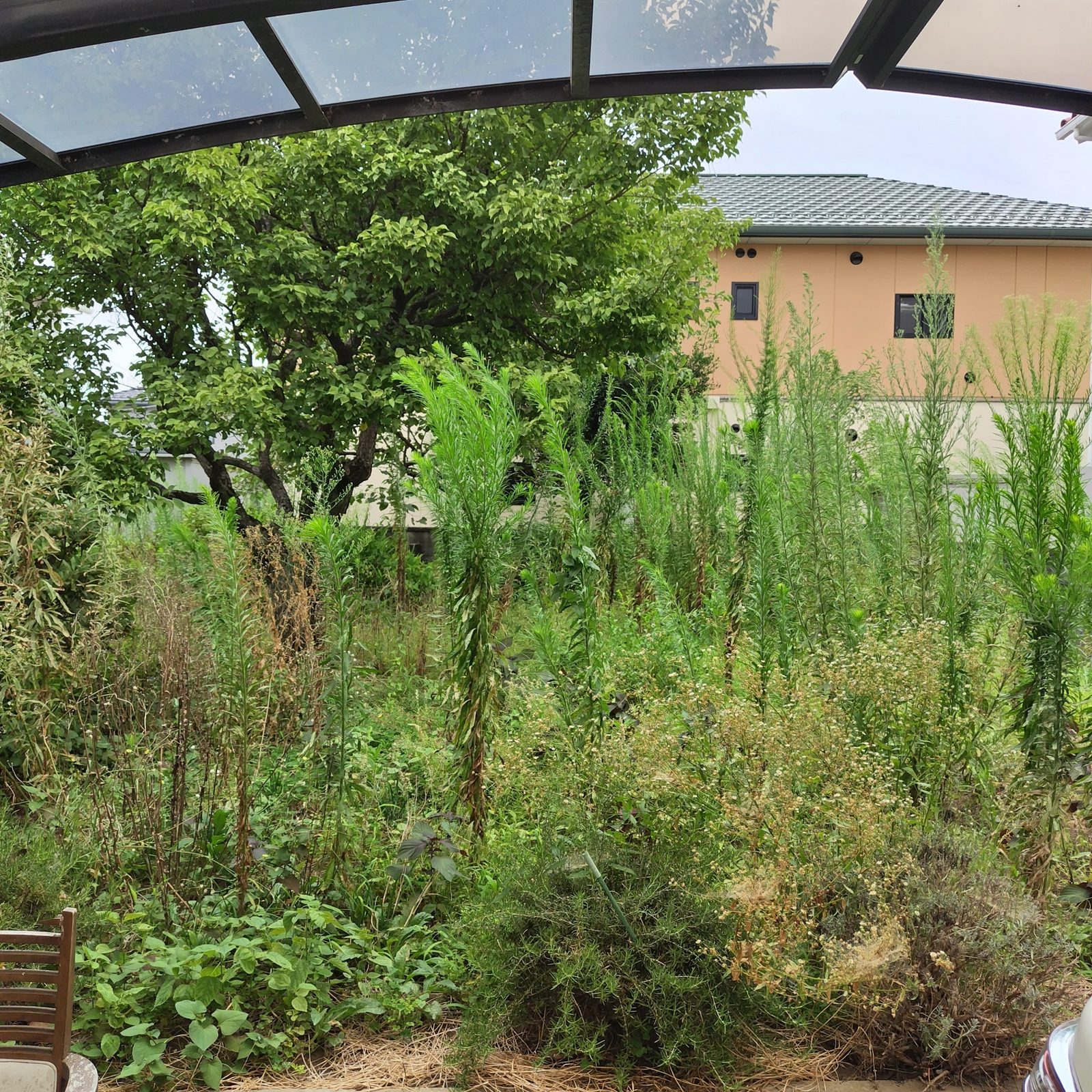 【草刈り事例】ひたちなか市の空き家のお庭をお盆前にスッキリ! 作業写真2