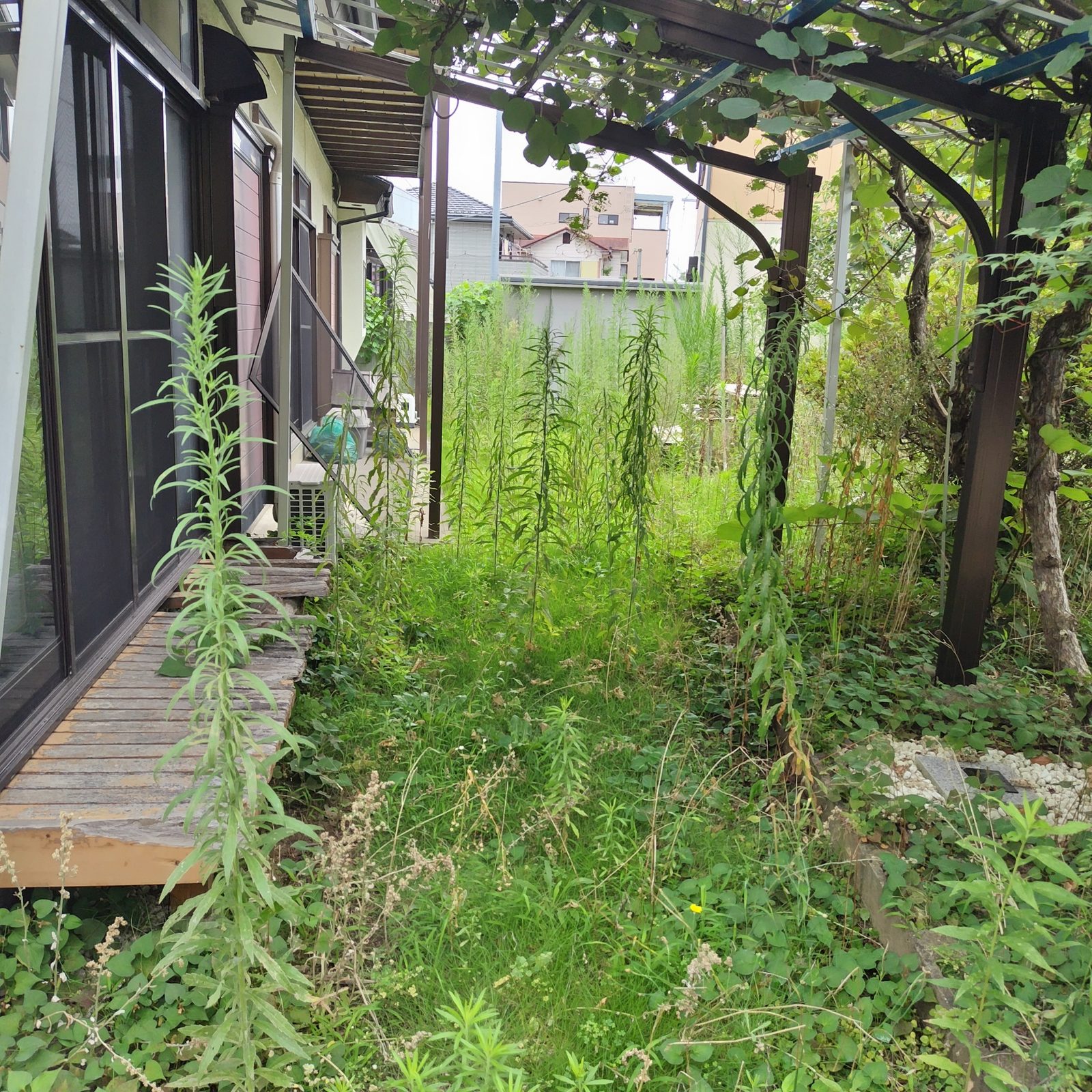 【草刈り事例】ひたちなか市の空き家のお庭をお盆前にスッキリ! 作業写真6