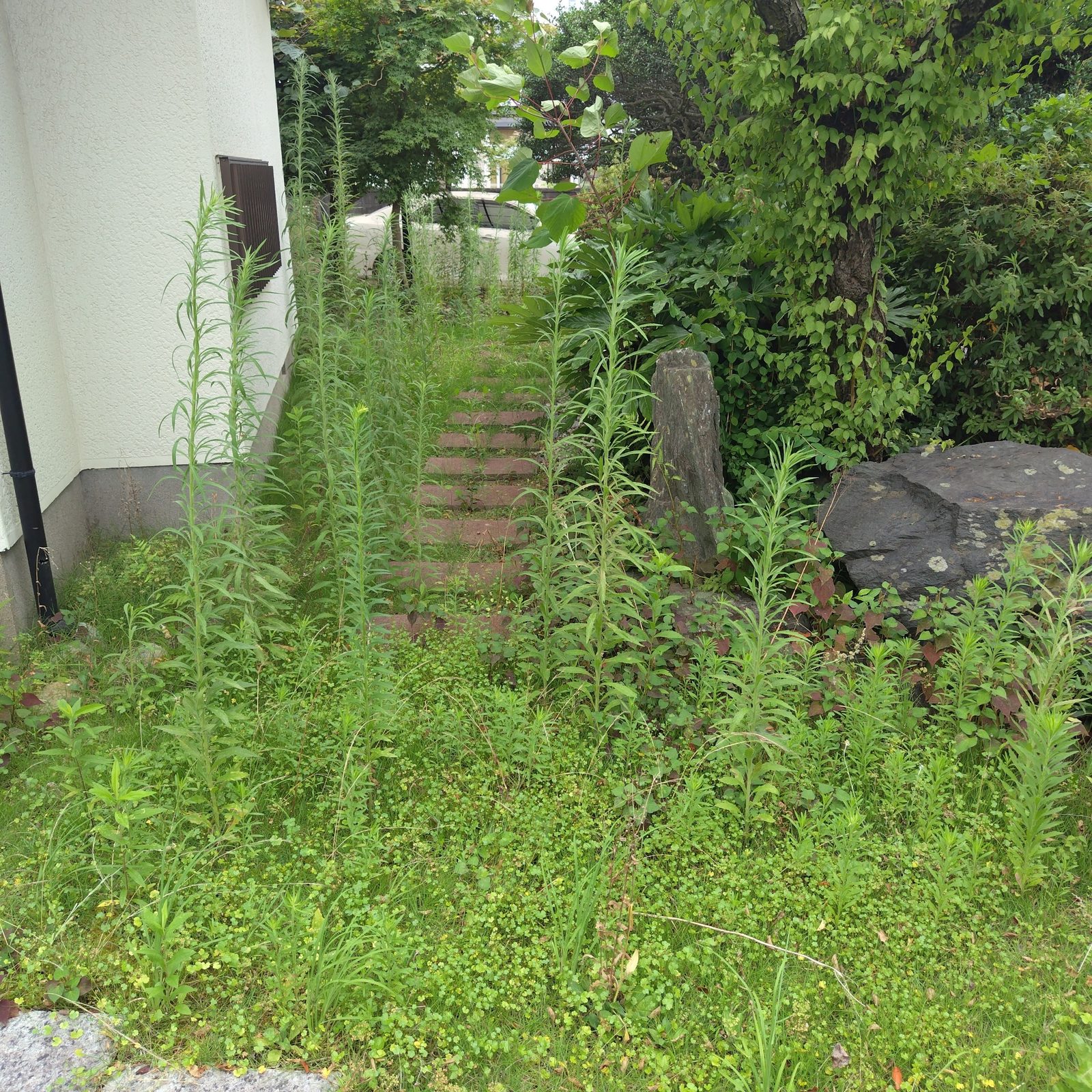 【草刈り事例】ひたちなか市の空き家のお庭をお盆前にスッキリ! 作業写真9